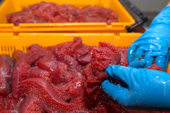 Production of caviar at a fishing collective farm on Kamchatka