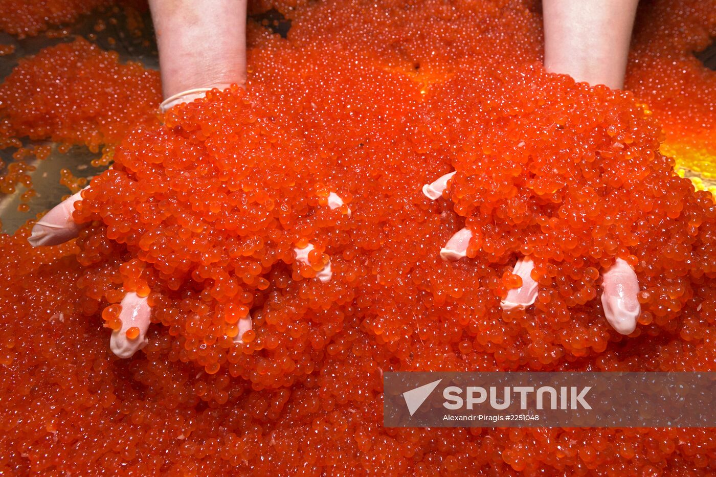 Production of caviar at a fishing collective farm on Kamchatka