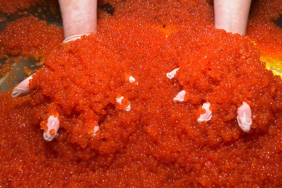 Production of caviar at a fishing collective farm on Kamchatka