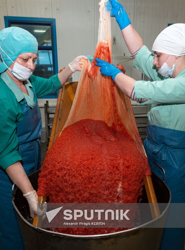 Production of caviar at a fishing collective farm on Kamchatka