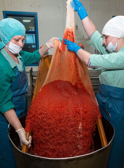 Production of caviar at a fishing collective farm on Kamchatka