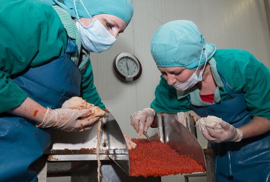 Production of caviar at a fishing collective farm on Kamchatka