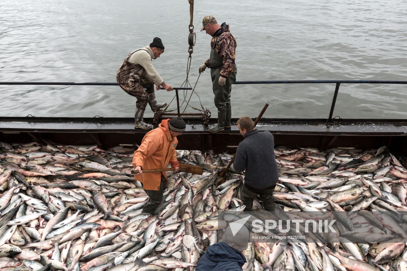 Production of caviar at a fishing collective farm on Kamchatka