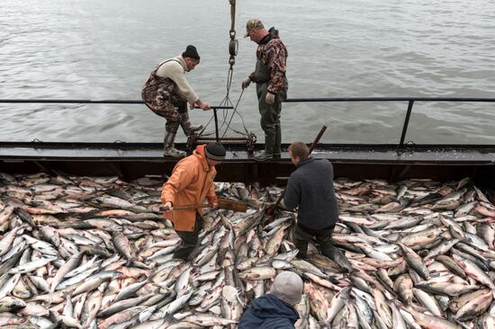 Production of caviar at a fishing collective farm on Kamchatka