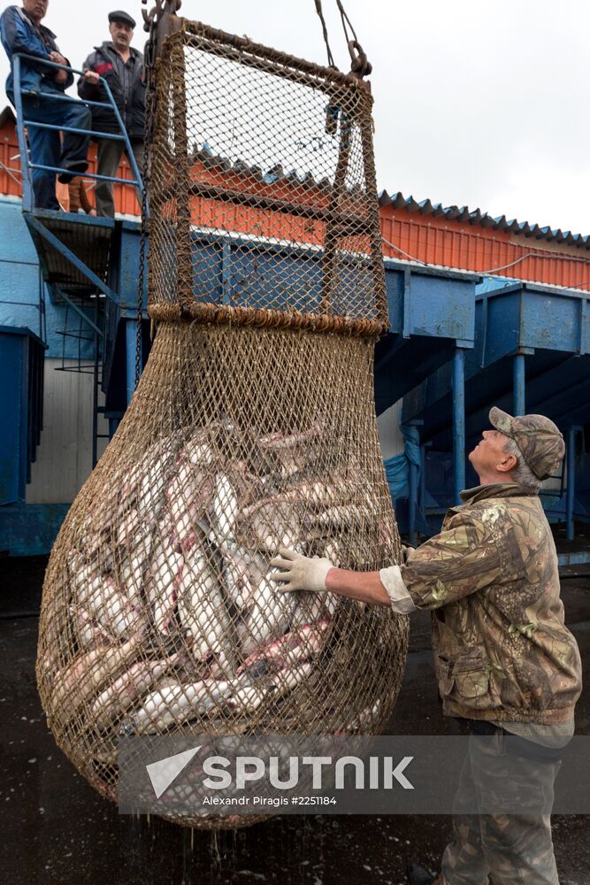 Production of caviar at a fishing collective farm on Kamchatka