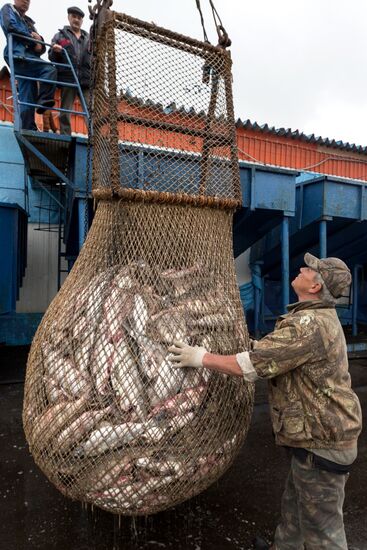 Production of caviar at a fishing collective farm on Kamchatka