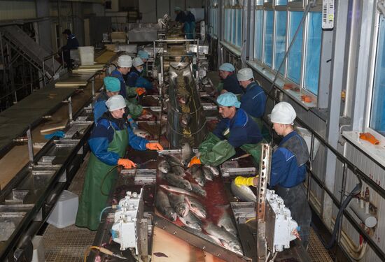 Production of caviar at a fishing collective farm on Kamchatka