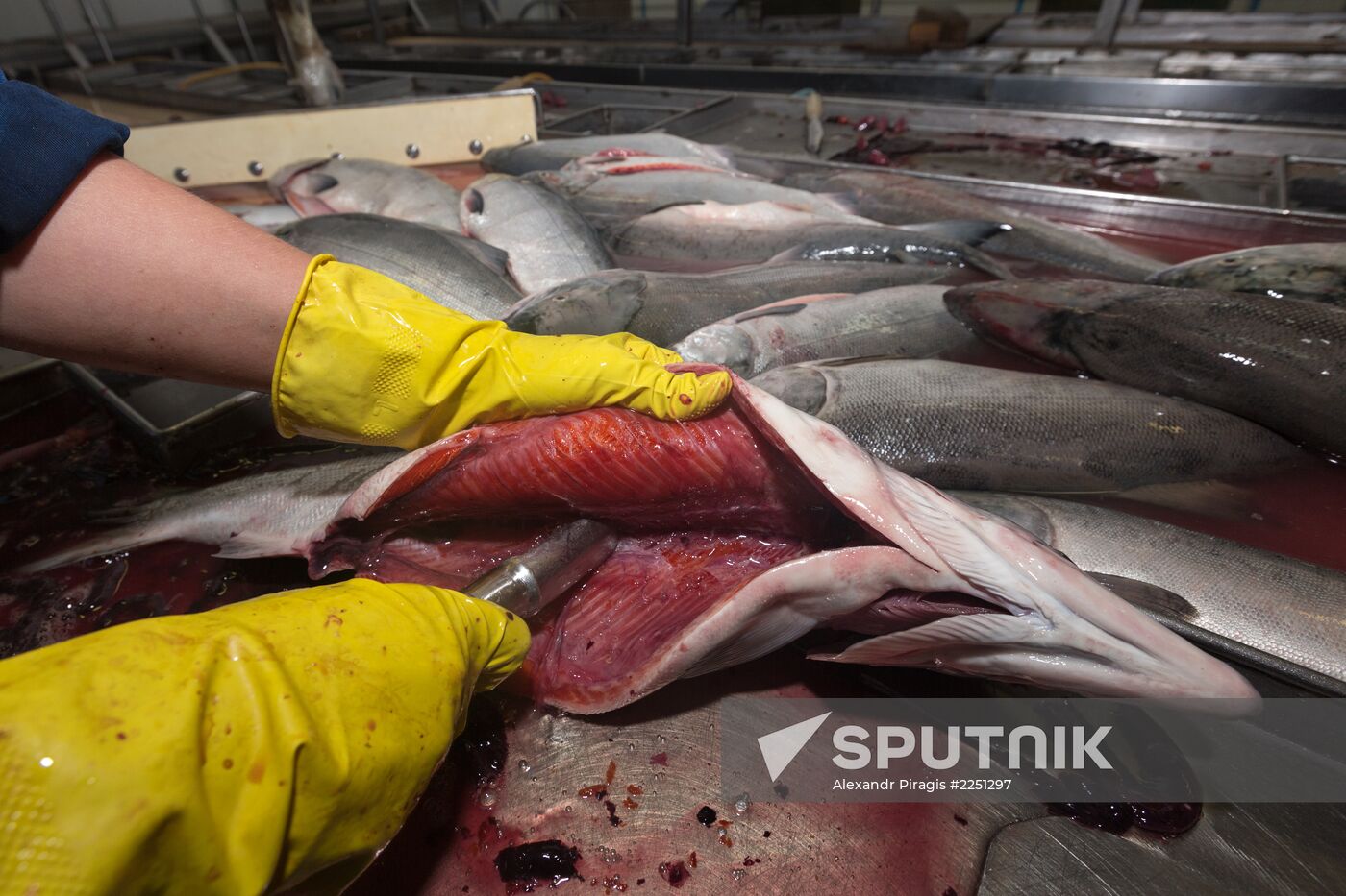 Production of caviar at a fishing collective farm on Kamchatka