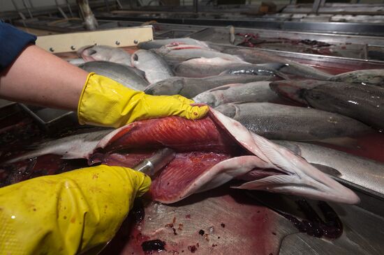 Production of caviar at a fishing collective farm on Kamchatka