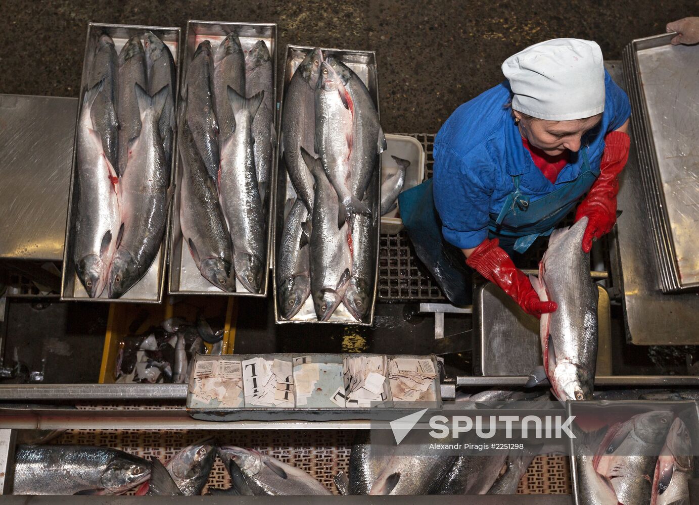 Production of caviar at a fishing collective farm on Kamchatka