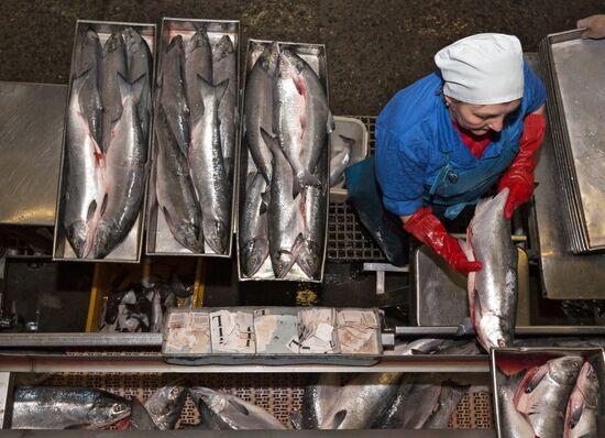 Production of caviar at a fishing collective farm on Kamchatka