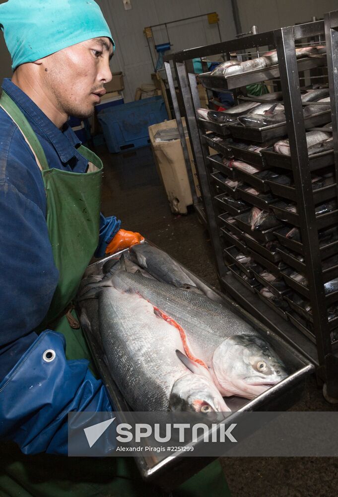 Production of caviar at a fishing collective farm on Kamchatka