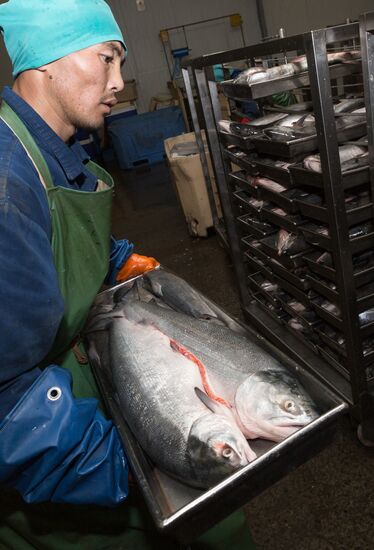 Production of caviar at a fishing collective farm on Kamchatka