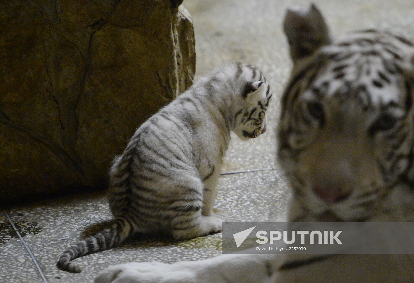 White tiger cubs born in Yekaterinburg Zoo