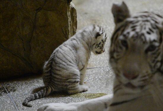 White tiger cubs born in Yekaterinburg Zoo