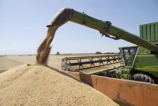 Grain harvesting in Belgorod Region