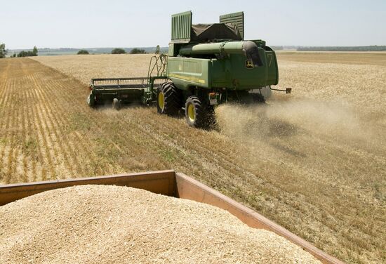Grain harvesting in Belgorod Region