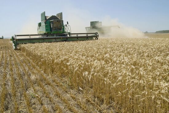 Grain harvesting in Belgorod Region