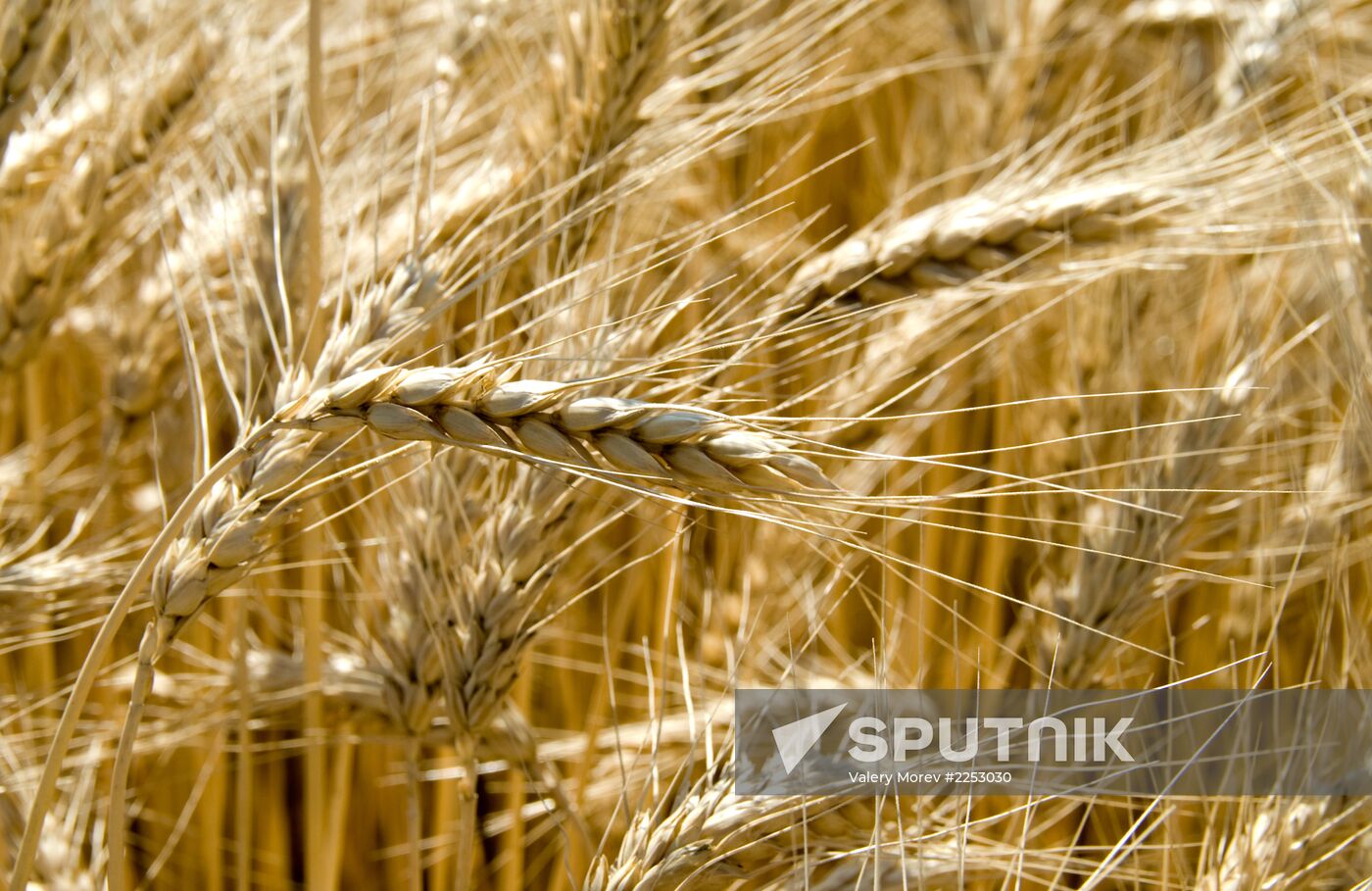 Grain harvesting in Belgorod Region