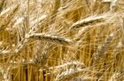 Grain harvesting in Belgorod Region