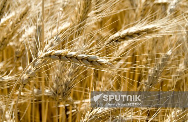 Grain harvesting in Belgorod Region