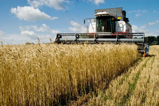 Grain harvesting in Belgorod Region