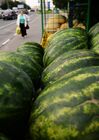 Watermelon and melon street vendors in Moscow