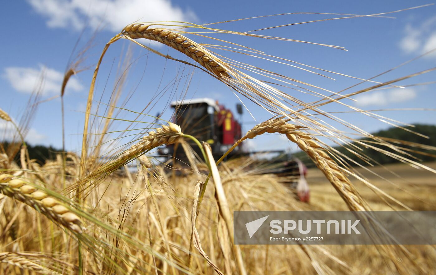 Grain gathered in Belarus