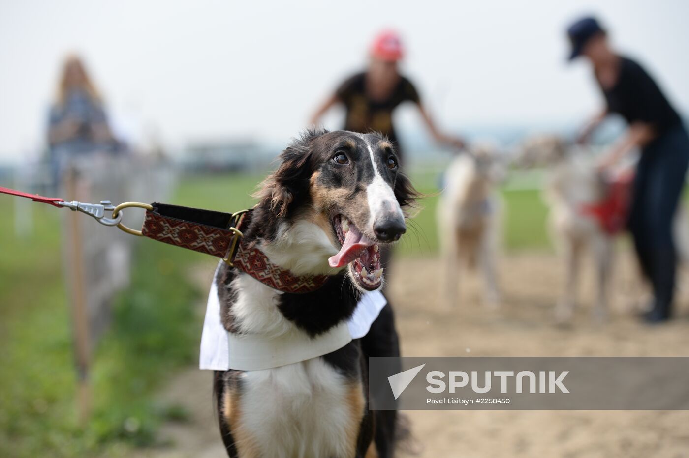 Dog racing in Yekaterinburg