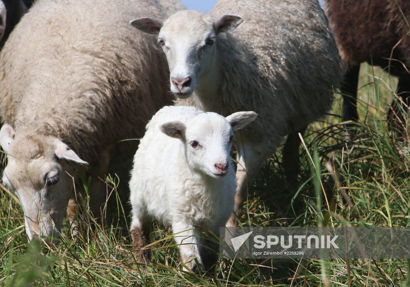 Raising sheep in Kaliningrad region