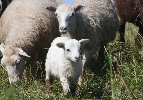 Raising sheep in Kaliningrad region