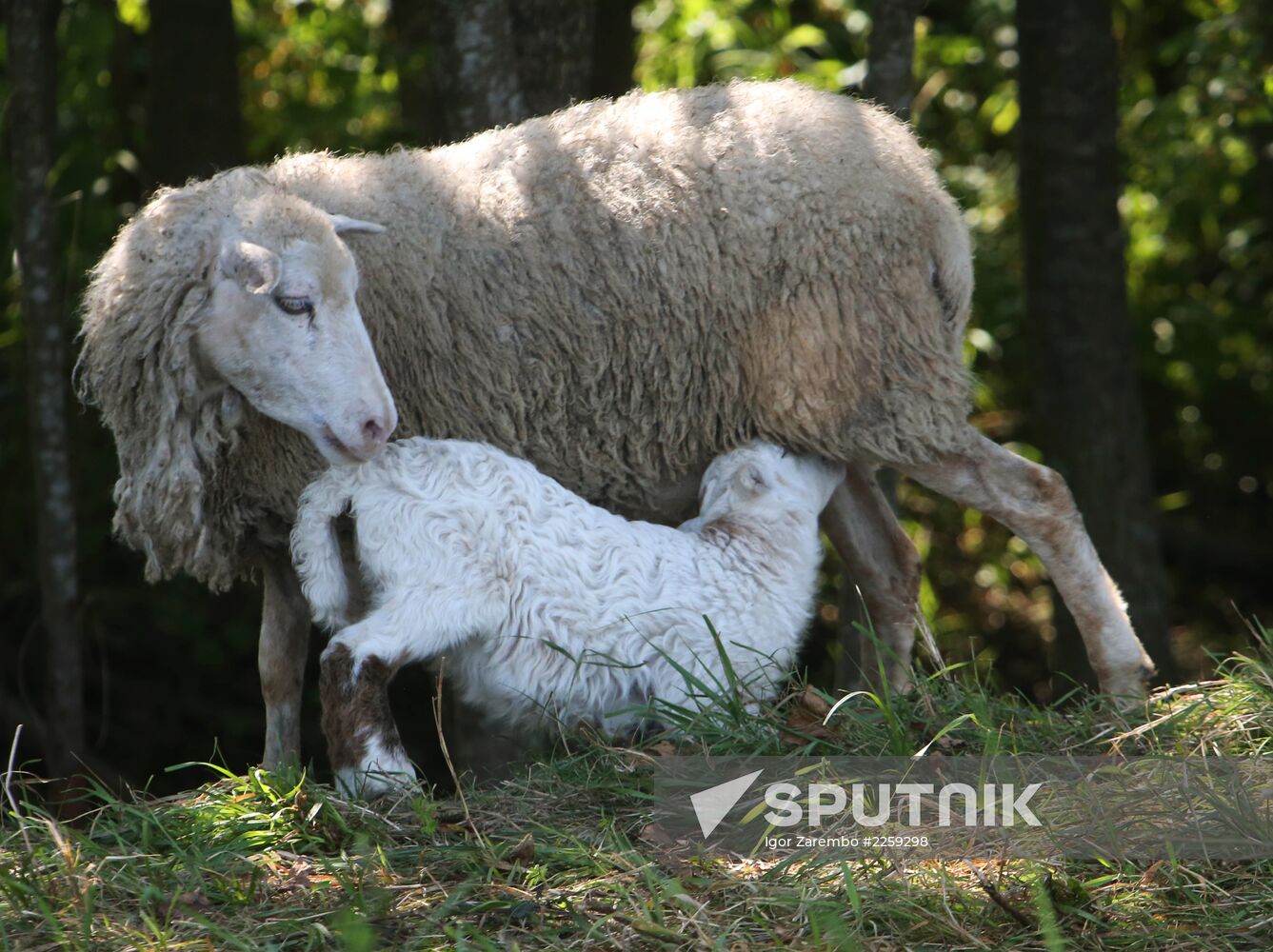Raising sheep in Kaliningrad region