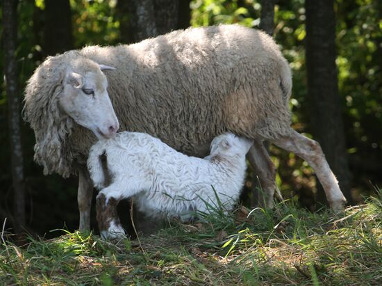 Raising sheep in Kaliningrad region