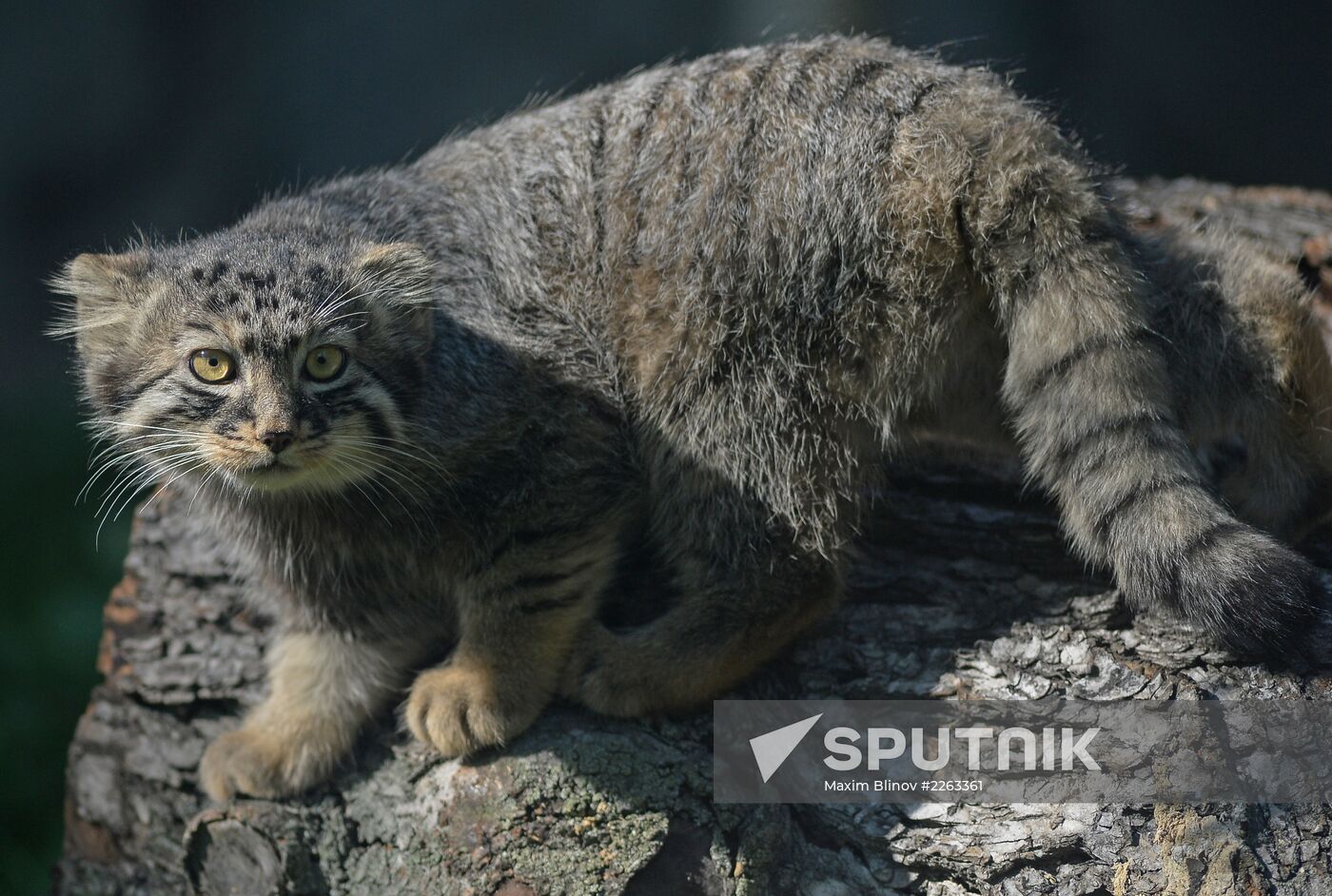 Moscow Zoo