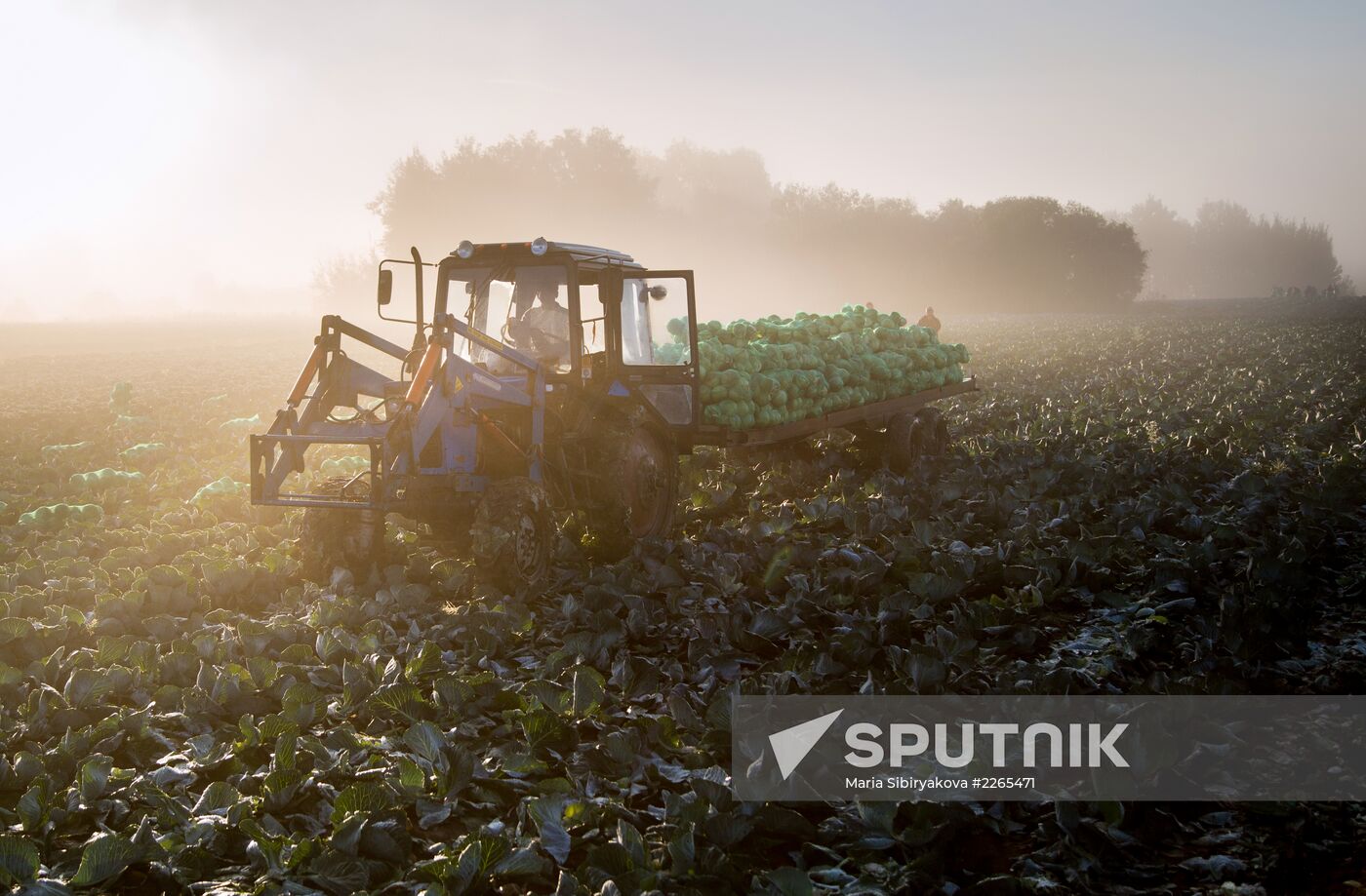 Harvesting cabbage in Ivanovo District