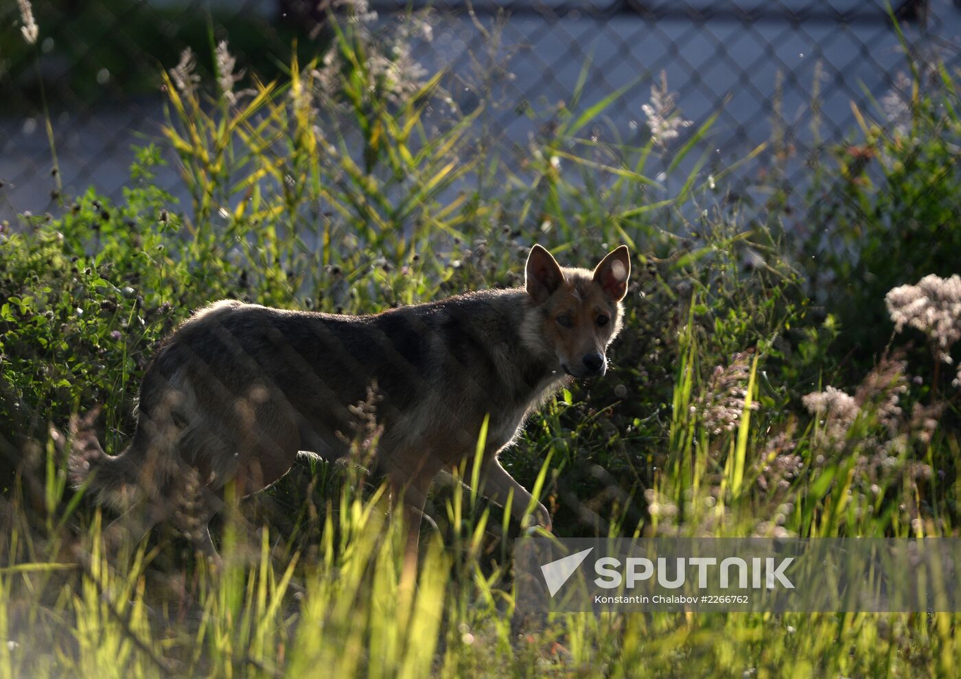 Stray dogs in Veliky Novgorod