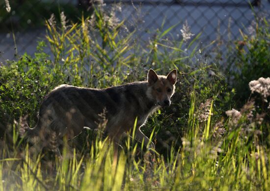 Stray dogs in Veliky Novgorod