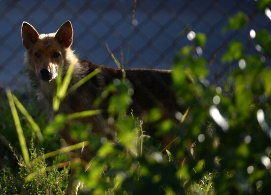 Stray dogs in Veliky Novgorod