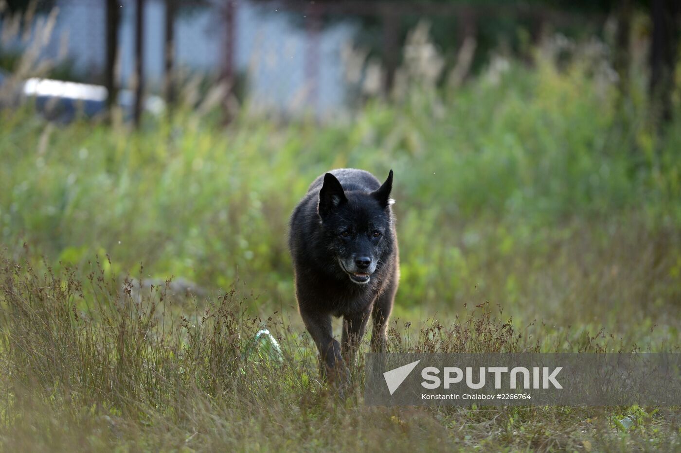 Stray dogs in Veliky Novgorod