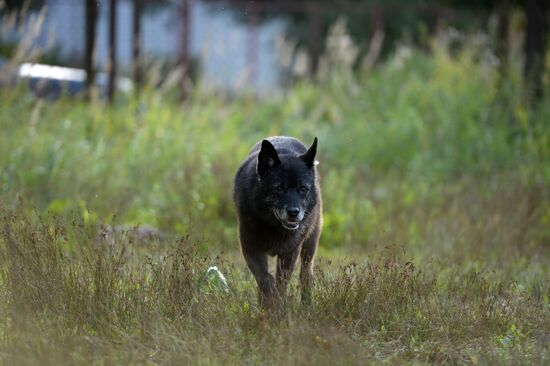 Stray dogs in Veliky Novgorod