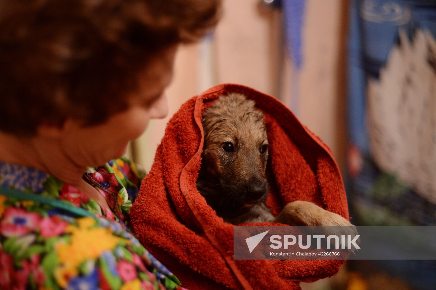 Stray dogs in Veliky Novgorod