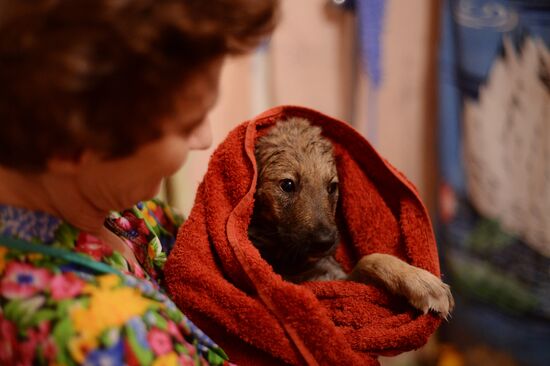 Stray dogs in Veliky Novgorod