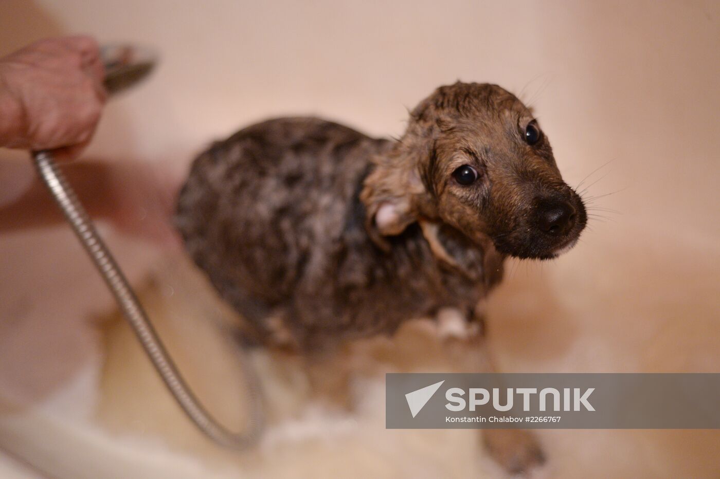 Stray dogs in Veliky Novgorod