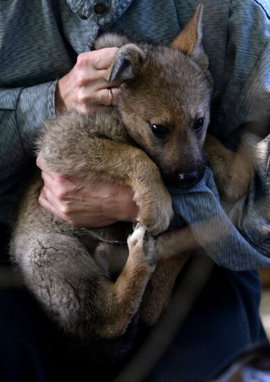 Stray dogs in Veliky Novgorod