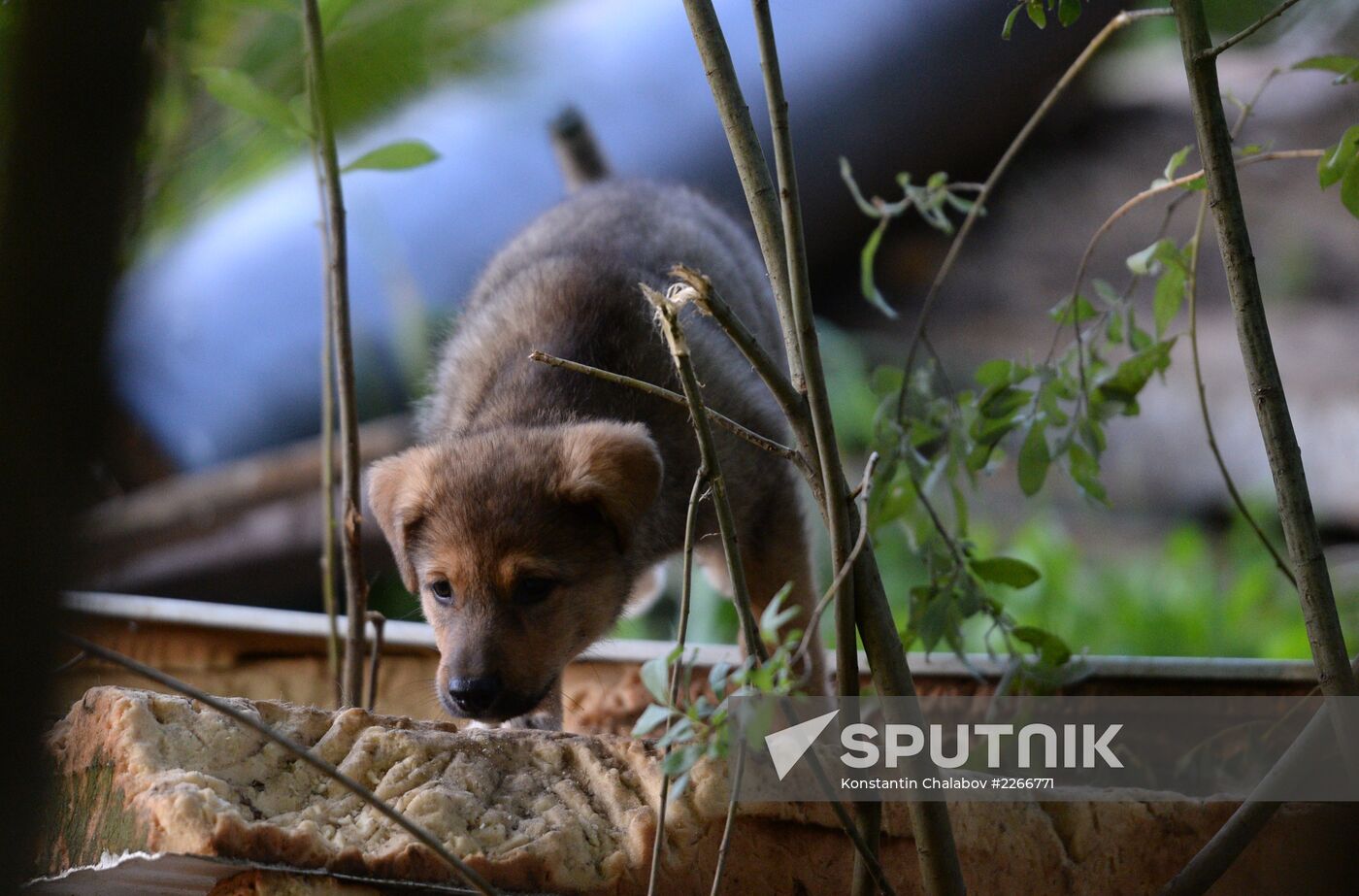 Stray dogs in Veliky Novgorod