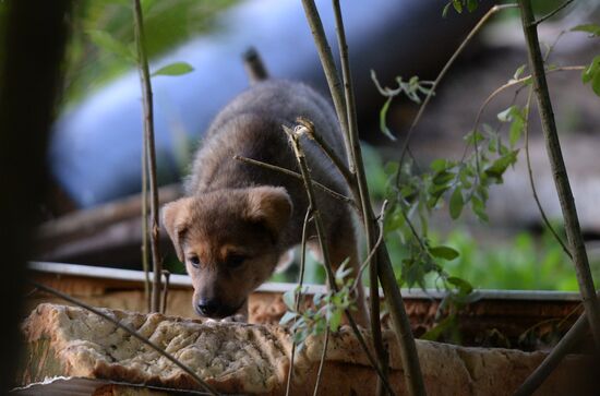 Stray dogs in Veliky Novgorod