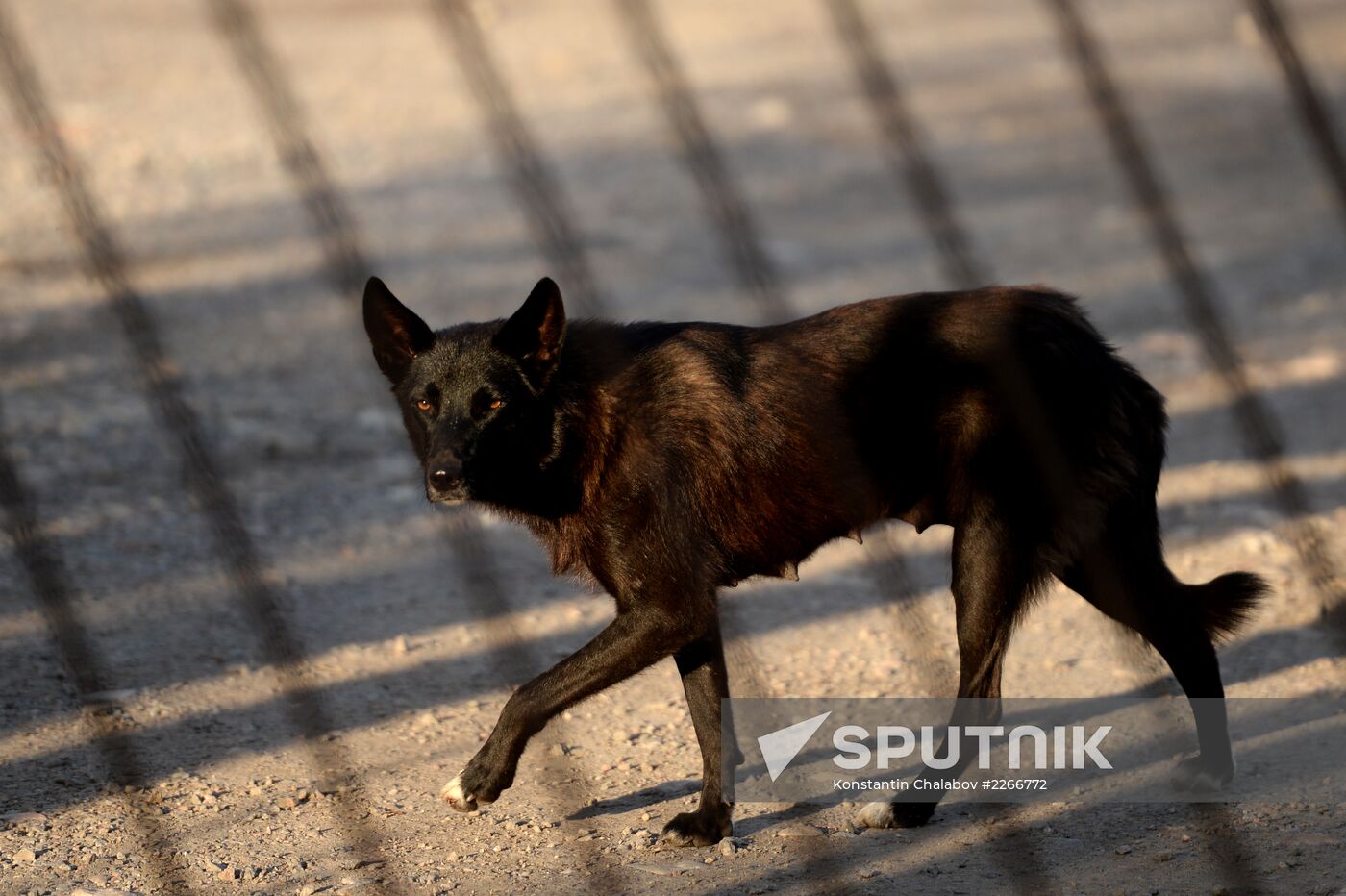 Stray dogs in Veliky Novgorod