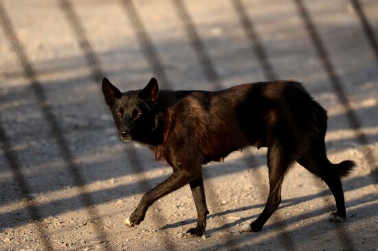 Stray dogs in Veliky Novgorod