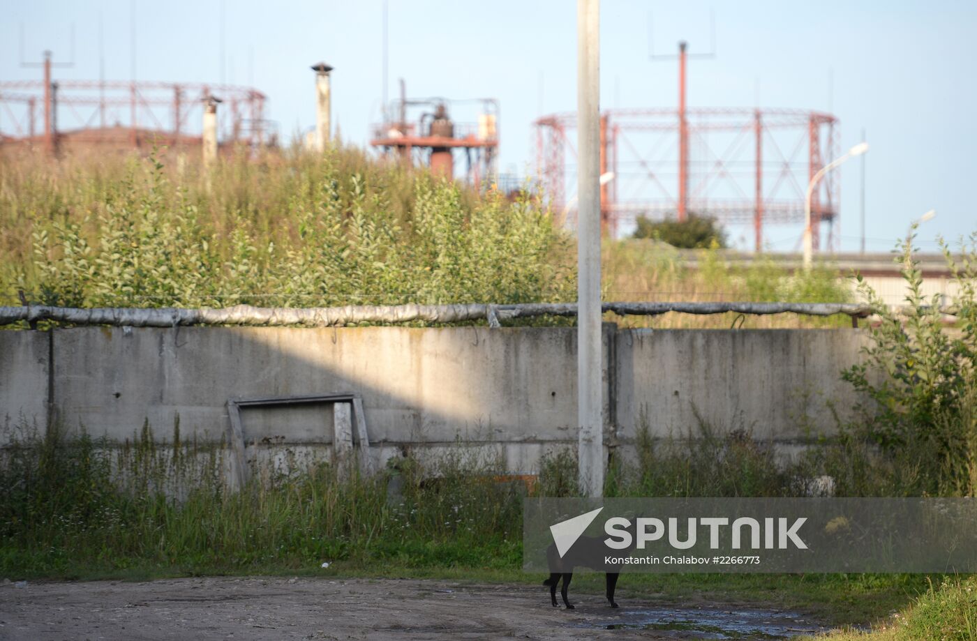 Stray dogs in Veliky Novgorod