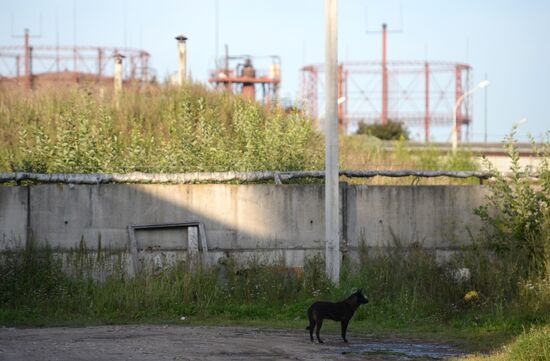 Stray dogs in Veliky Novgorod